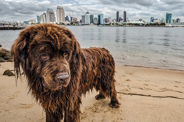 A wet dog on a beach with San Diego, California as his backdrop.