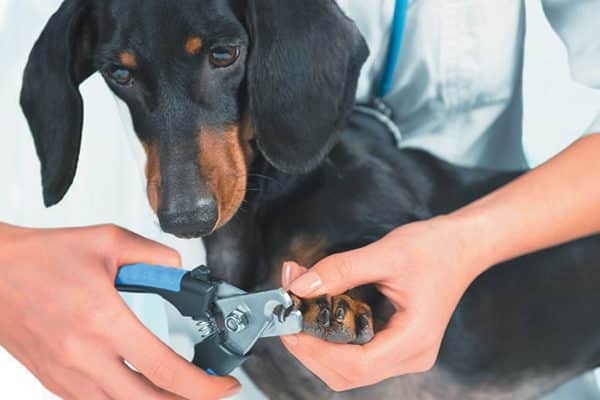 A dog getting his nails trimmed. 