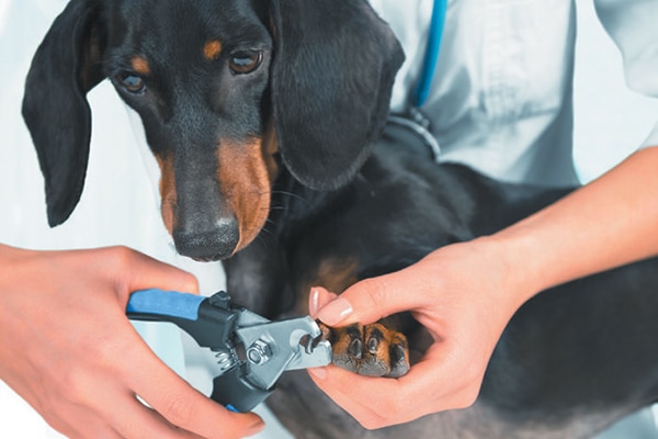 powder for clipping dog nails