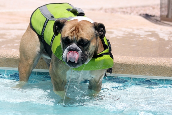 Dog in personal flotation device or lifejacket by the water.