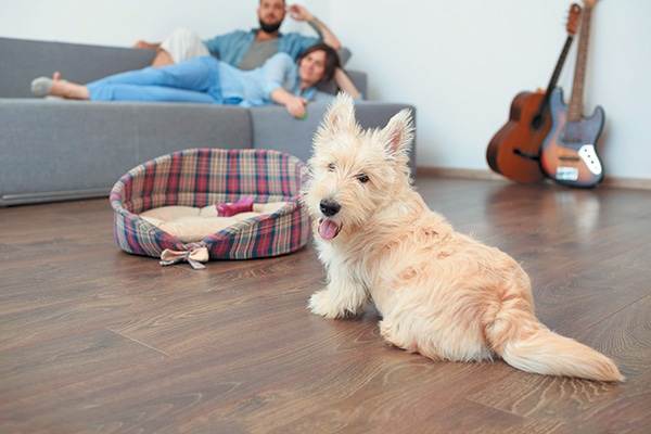 A dog on a hardwood floor, near his dog bed.