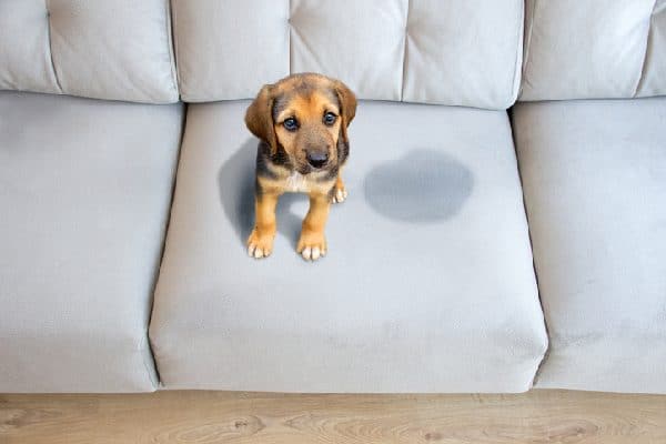 Dog peed on the couch.