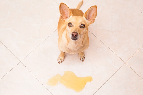 A dog who peed on the floor, looking up.