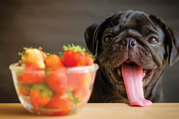 A dog with his tongue out next to a bowl of strawberries.