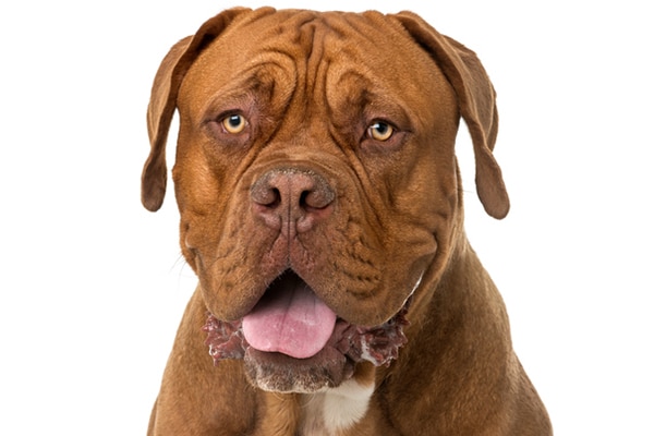 A Dogue de Boredeaux dog.