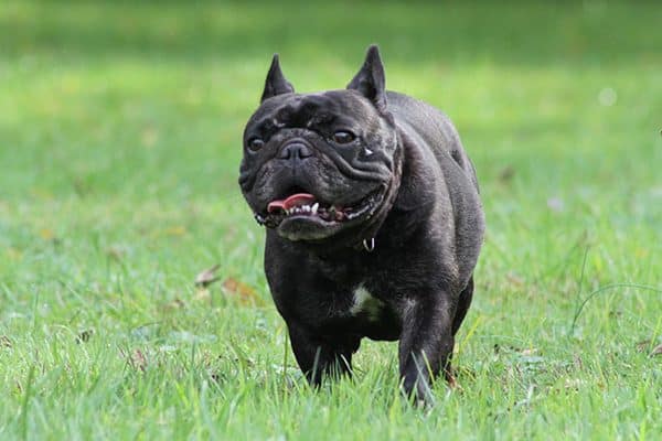 A Frenchie will frolick outdoors — but not for long in the summer heat. Photography courtesy Deb Stevenson, DogsinFocus.