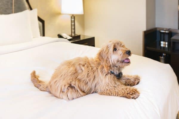 Guests may be welcomed by Millie, the Hilton Milwaukee Canine Concierge. 