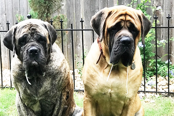Think You Know Dog Drool Meet These 5 Deliciously Drooly Breeds Think You Know Dog Drool Meet These 5 Deliciously Drooly Breeds