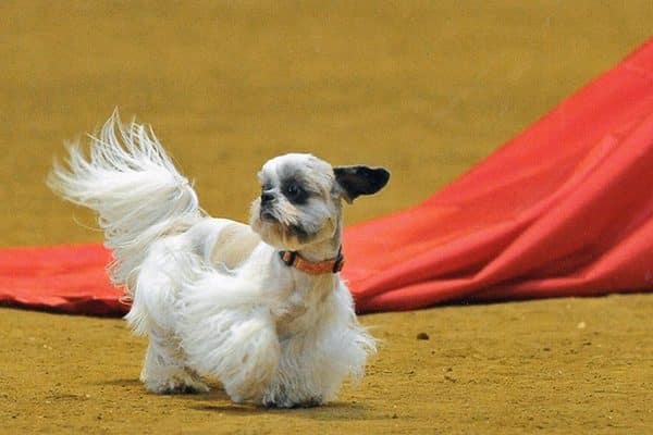 A Shih Tzu takes a trot indoors. Photography by Michael Shea-Zackin, Courtesy Barry Rosen Photography.