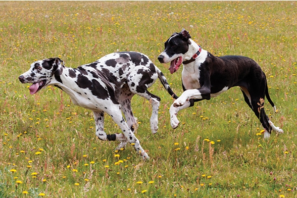 dogs similar to great dane