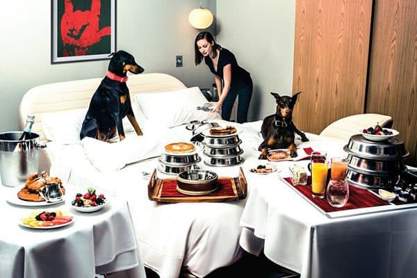 The Top Dog Friendly Hotels Around Country Photography Courtesy Virgin Hotels Chicago