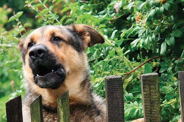A German Shepherd dog barking over a fence.