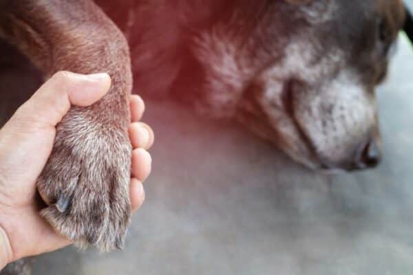 owner holding dogs paw