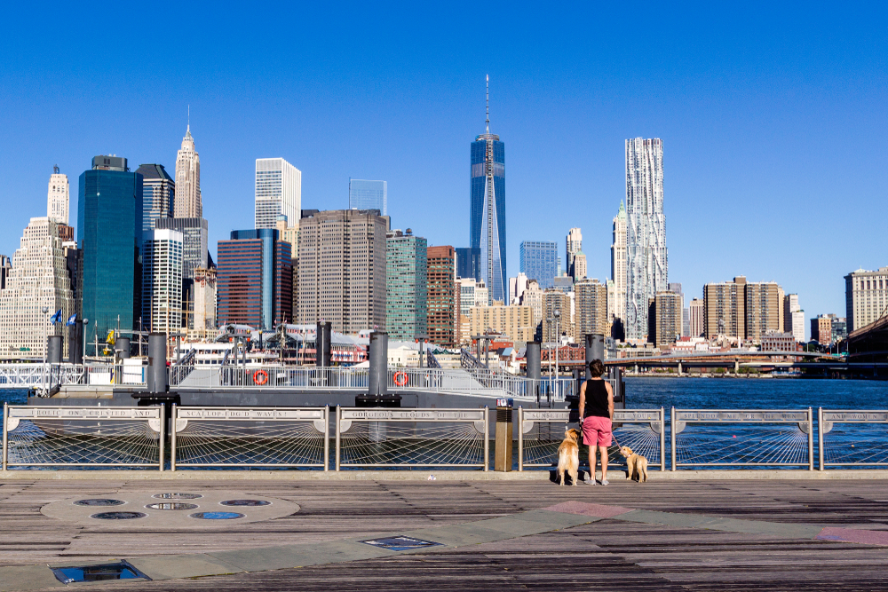 Woman with two labrador dogs walking in Brooklyn Bridge Park