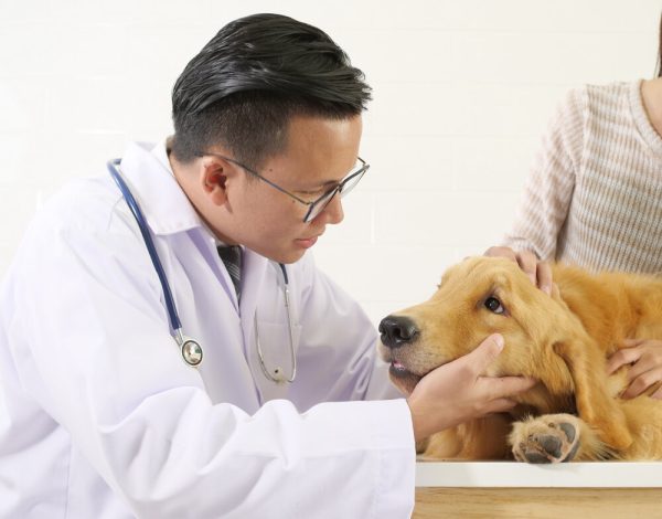 Golden Retriever meeting doctor