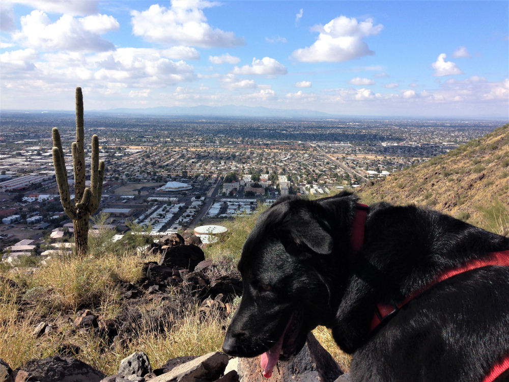Black Labrador in Phoenix, Arizona