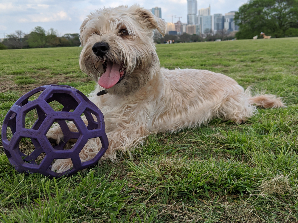 Dog playing with a ball at Zilker Park in Austin Texas.