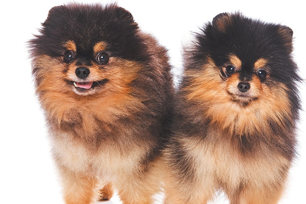 Two Pomeranians.