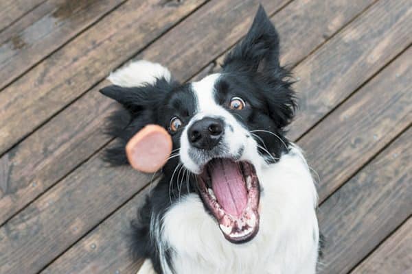 A black and white dog jumping at a treat.