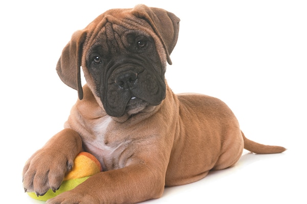 bullmastiff dog puppy