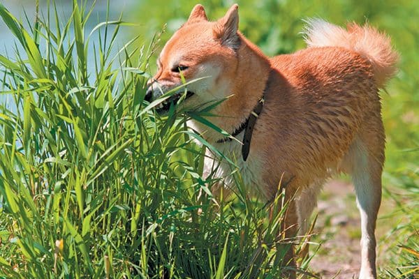 dogs are eating grass