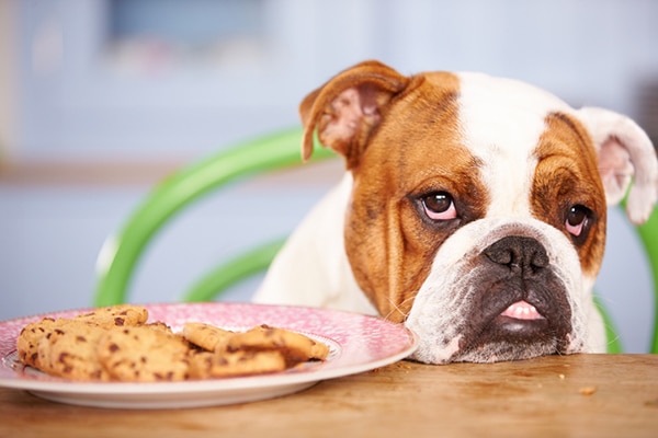 A dog staring at a plate of cookies.