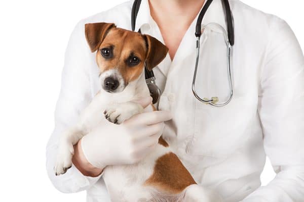 Small dog with a vet in a white coat and with a stethoscope.