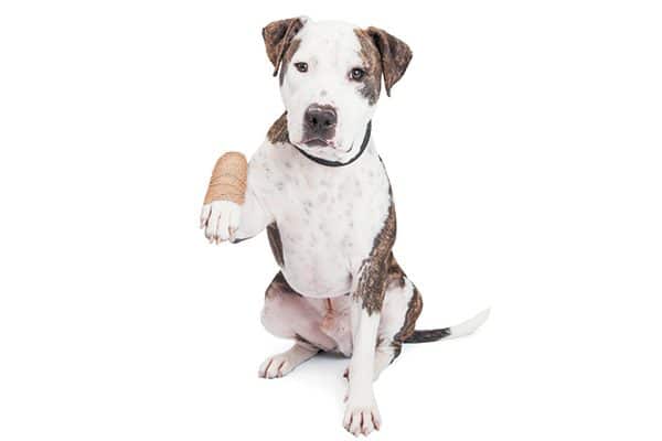 A black and white dog with a bandaged hand.