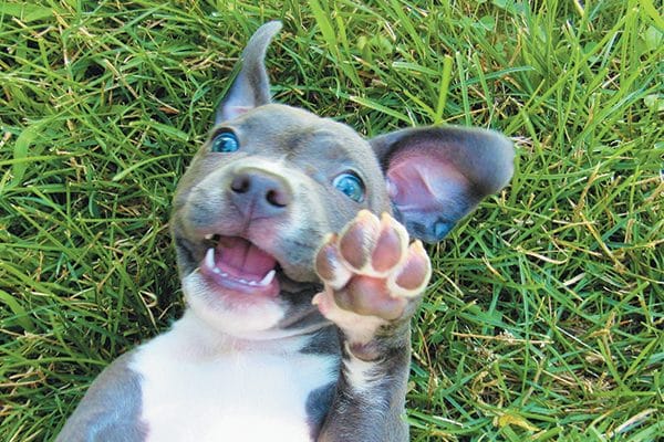 A happy puppy lying in the grass.