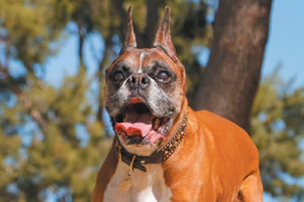 A dog running and looking very happy.