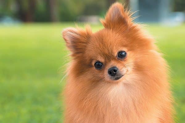 smallest dog in the world weight