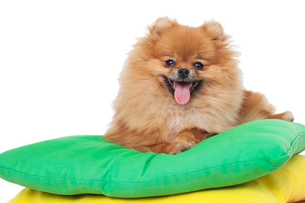 A Pomeranian relaxes on pillows.