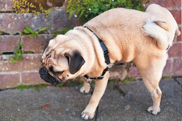  A pug peeing on a brick wall.