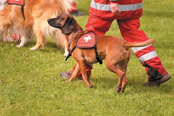 A small service dog.