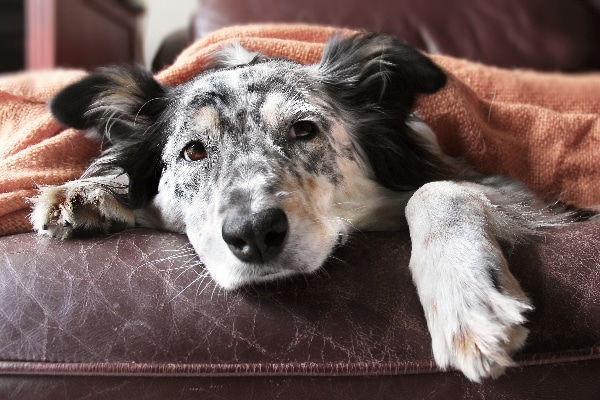 dog retching white foam