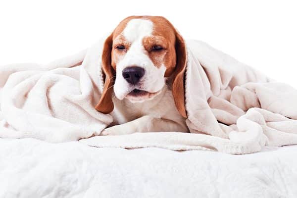 A Beagle dog sneezing. 
