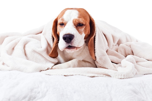 A Beagle dog sneezing.