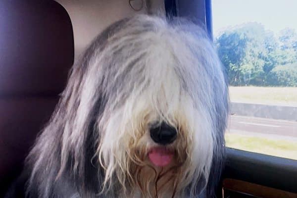 A Bearded Collie.