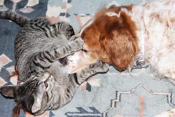 A cat and a Brittany dog. 