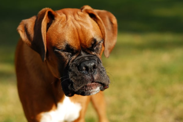 A brown dog sneezing outside.