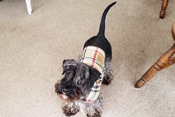 A Cesky Terrier.