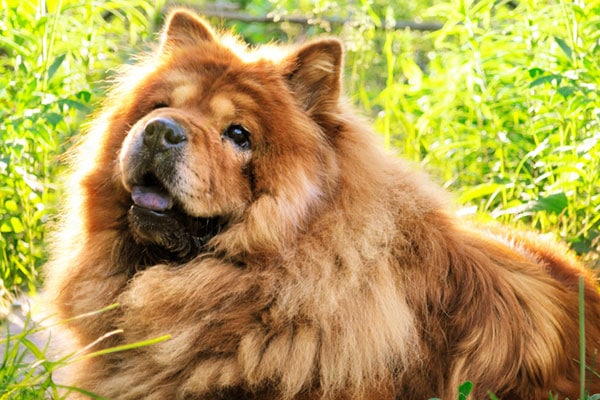 A Chow Chow dog. dumbest dog breeds