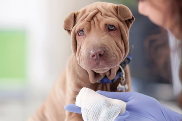 A dog getting treated at the vet.