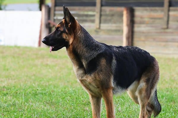 A German Shepherd Dog.
