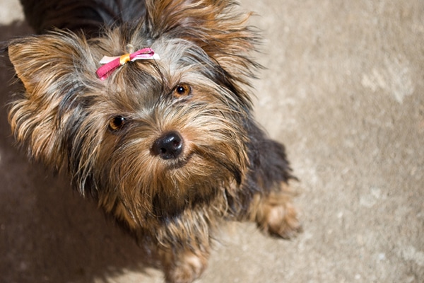 A female dog with a pink ribbon.