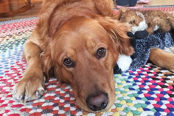A Golden Retriever.