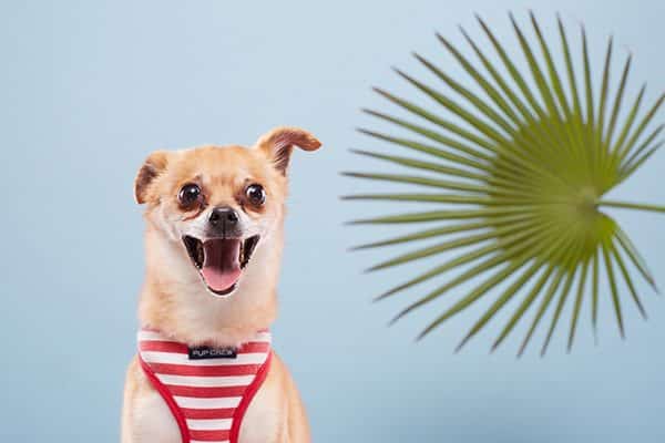 A happy dog in a harness. 