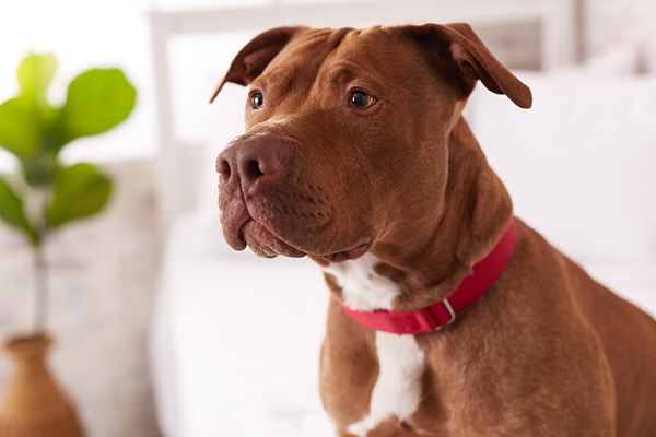 A photograph of a Pit Bull. Photography courtesy Zulily.