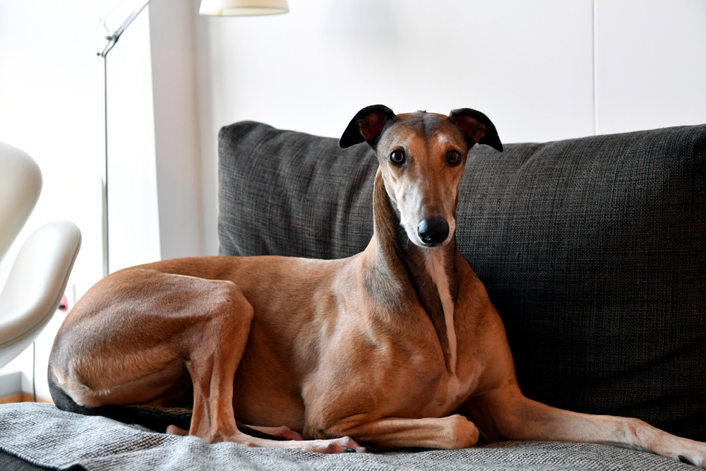 The English Greyhound