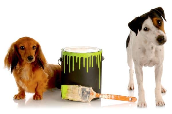 Two dogs with a bucket or can of paint.